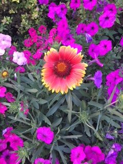 Read more about the article January Brings Gardening To The Brain- A How To