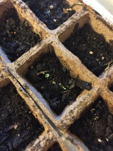 Plant Progress Report Seeds Sprouting Learning As I Go Jodi M Noord