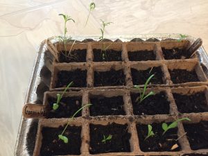 Plant Progress ReportGrowing Plants Learning As I Go Jodi M Noord