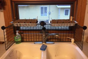 Plant Progress Report Seed Station Learning As I Go Jodi M Noord