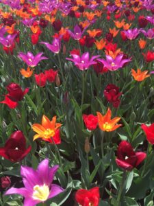 Tulip Time From A New Perspective by Jodi M Noord 1