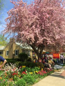 Tulip Time From A New Perspective by Jodi M Noord 2