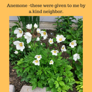 Spirit Lifting Blooms by Jodi M Noord 2