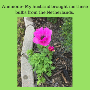 Spirit Lifting Blooms by Jodi M Noord 14