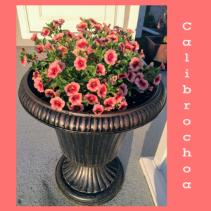 Spirit Lifting Blooms by Jodi M Noord 4