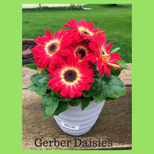 Spirit Lifting Blooms by Jodi M Noord 5