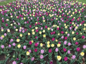 Read more about the article Spirit Lifting Blooms- A Gardener’s Joy