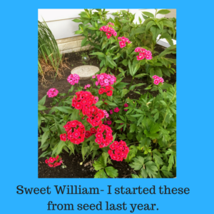 Spirit Lifting Blooms by Jodi M Noord 10