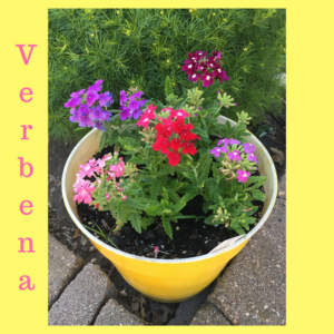 Spirit Lifting Blooms by Jodi M Noord 12