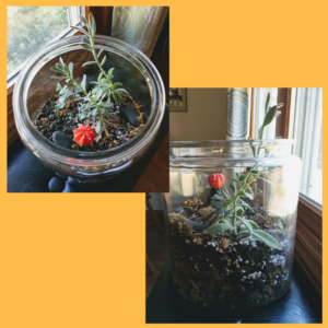 Simple Succulents? Beautiful But Illusive by Jodi M Noord