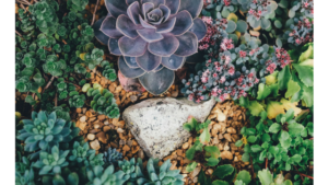 Read more about the article Simple Succulents? Beautiful But Illusive
