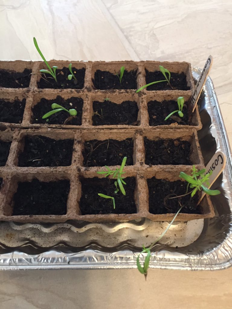 Jodi M Noord Seed Starting Revisited