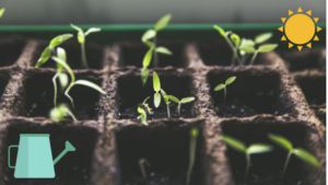 Read more about the article Seed Starting Revisited