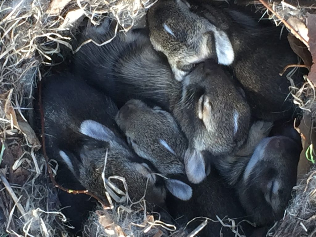 Jodi M Noord Easter Babies 2