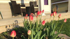 Read more about the article Spring Gets A Blue Ribbon