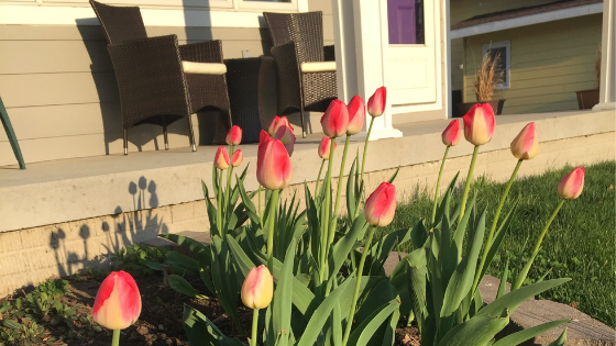 Read more about the article Spring Gets A Blue Ribbon