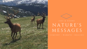 Read more about the article Nature’s Messages- A Loved One Lost