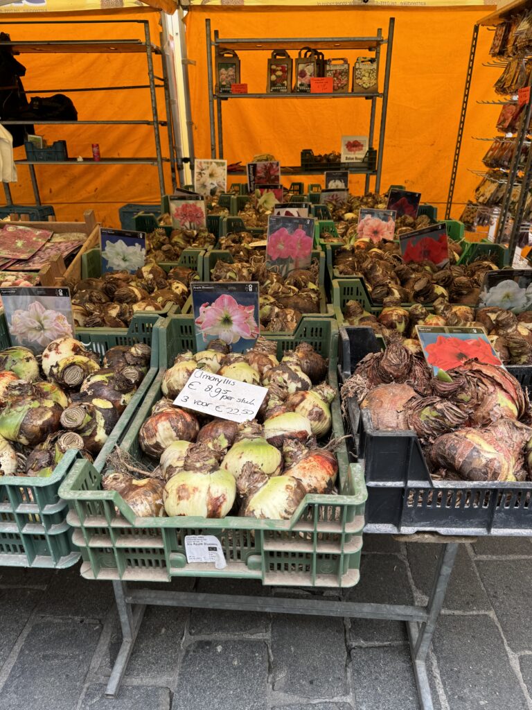 Amaryllis Jodi M Noord