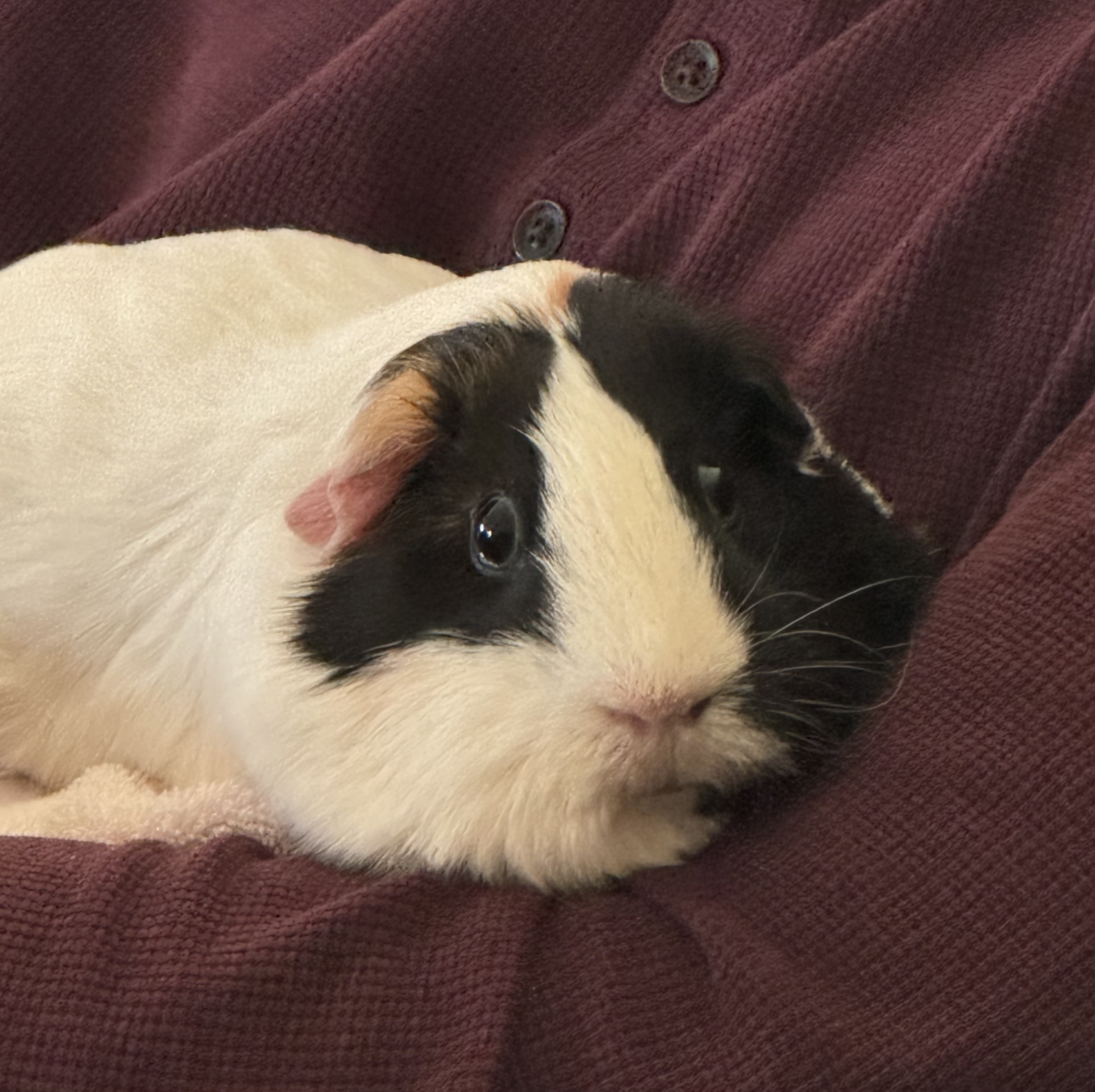 Read more about the article Recent Life Events