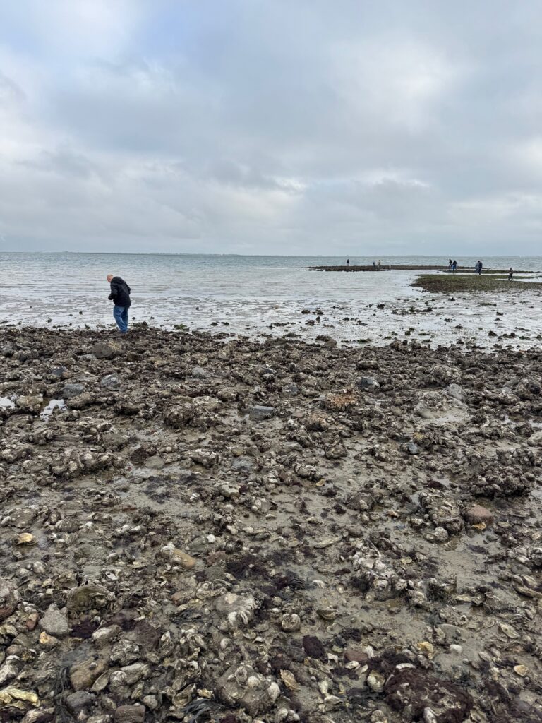 Jodi M Noord Jer and mudflats