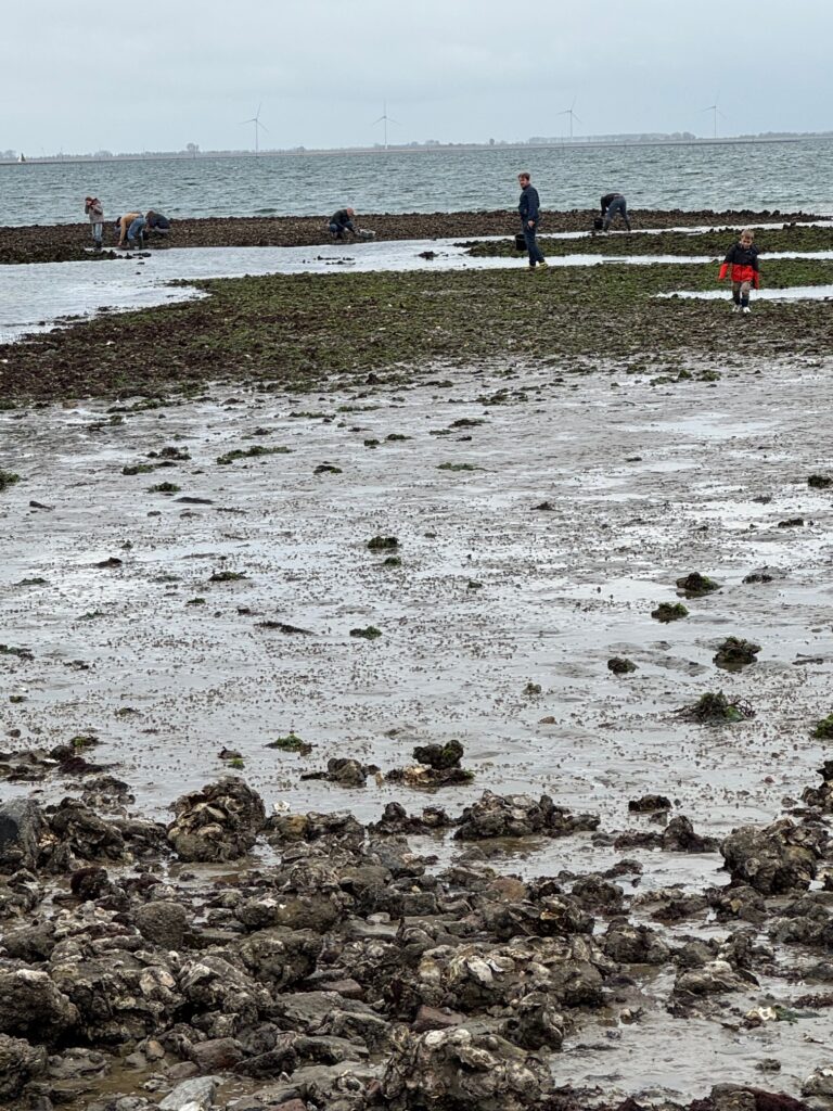 Jodi M Noord mudflats in distance