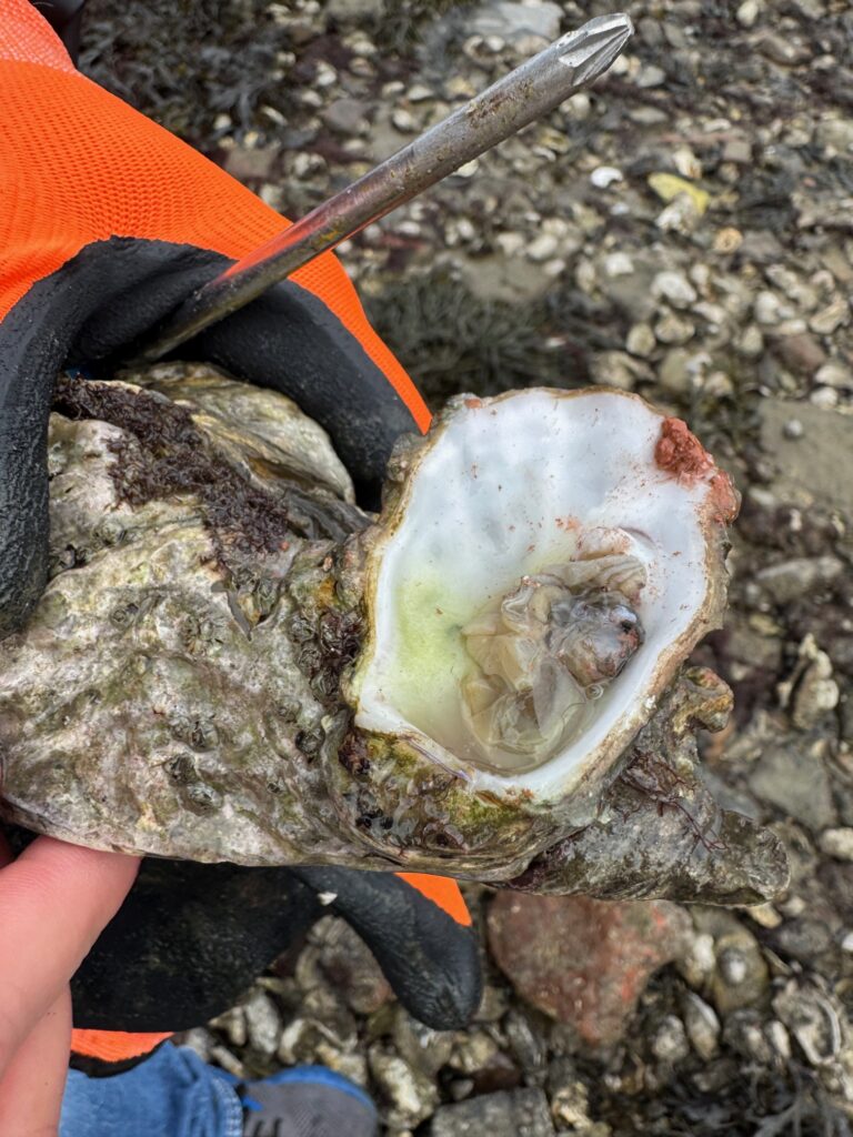 Jodi M Noord Oy opened on shore