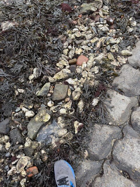 Jodi M Noord Oysters on ground