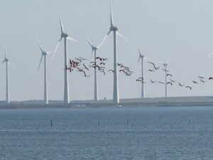 Read more about the article Zaanse Schans, Flamingos and More!