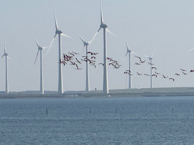 Read more about the article Zaanse Schans, Flamingos and More!